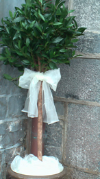trees for outside the church or reception